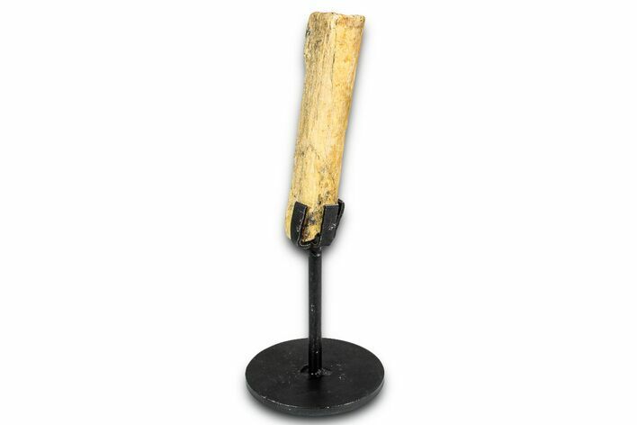 Fossil Hadrosaur Rib Section w/ Metal Stand - South Dakota #339052